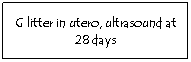 Text Box: G litter in utero, ultrasound at 28 days
